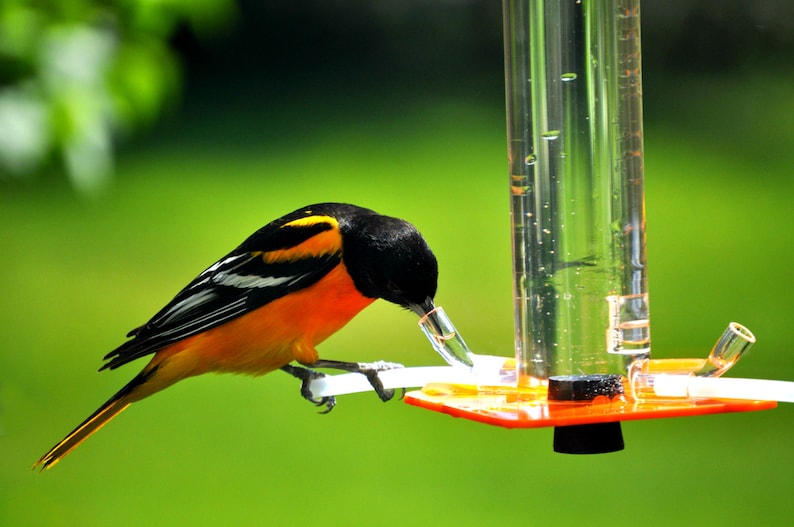 Oriole Feeder OR-1 by Peter's Feeders: This oriole feeder attracts birds like a magnet. image 1