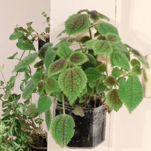 Window Planter Grow Plants Indoors and Outdoors from Your Window or Wall image 6