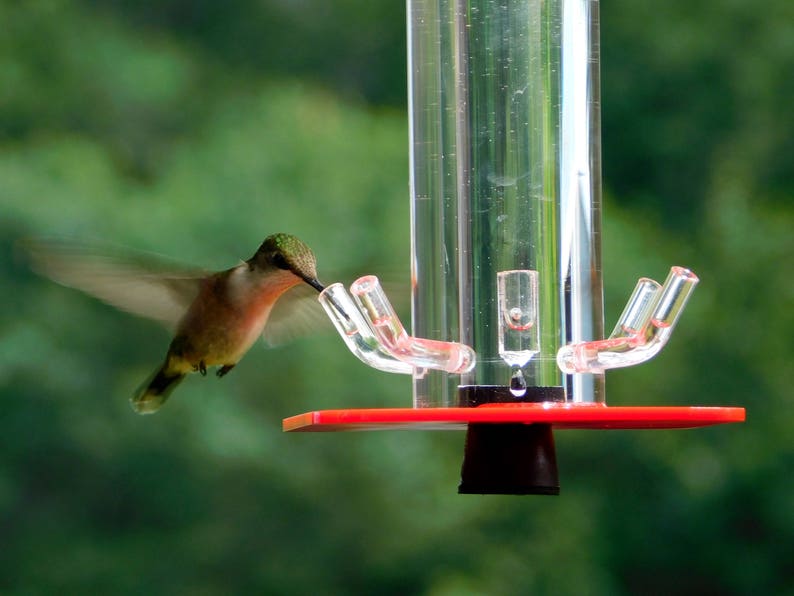 Hummingbird Feeder HB-1 by Peter's Feeders: The unique design let's you actually see the birds drinking. image 1