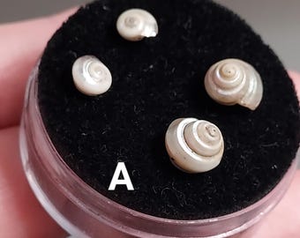 Seashell stud earring set