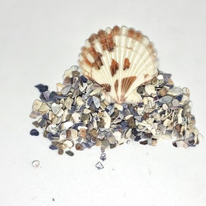 May include: A pile of small, broken seashells in shades of white, brown, and purple, with a large, white seashell with brown stripes on top.