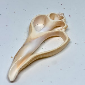 May include: A beige and white seashell with a unique, open design. The shell has a smooth, glossy texture and a natural, organic shape. The shell's interior is a pearly white, and the exterior has beige and light brown hues.