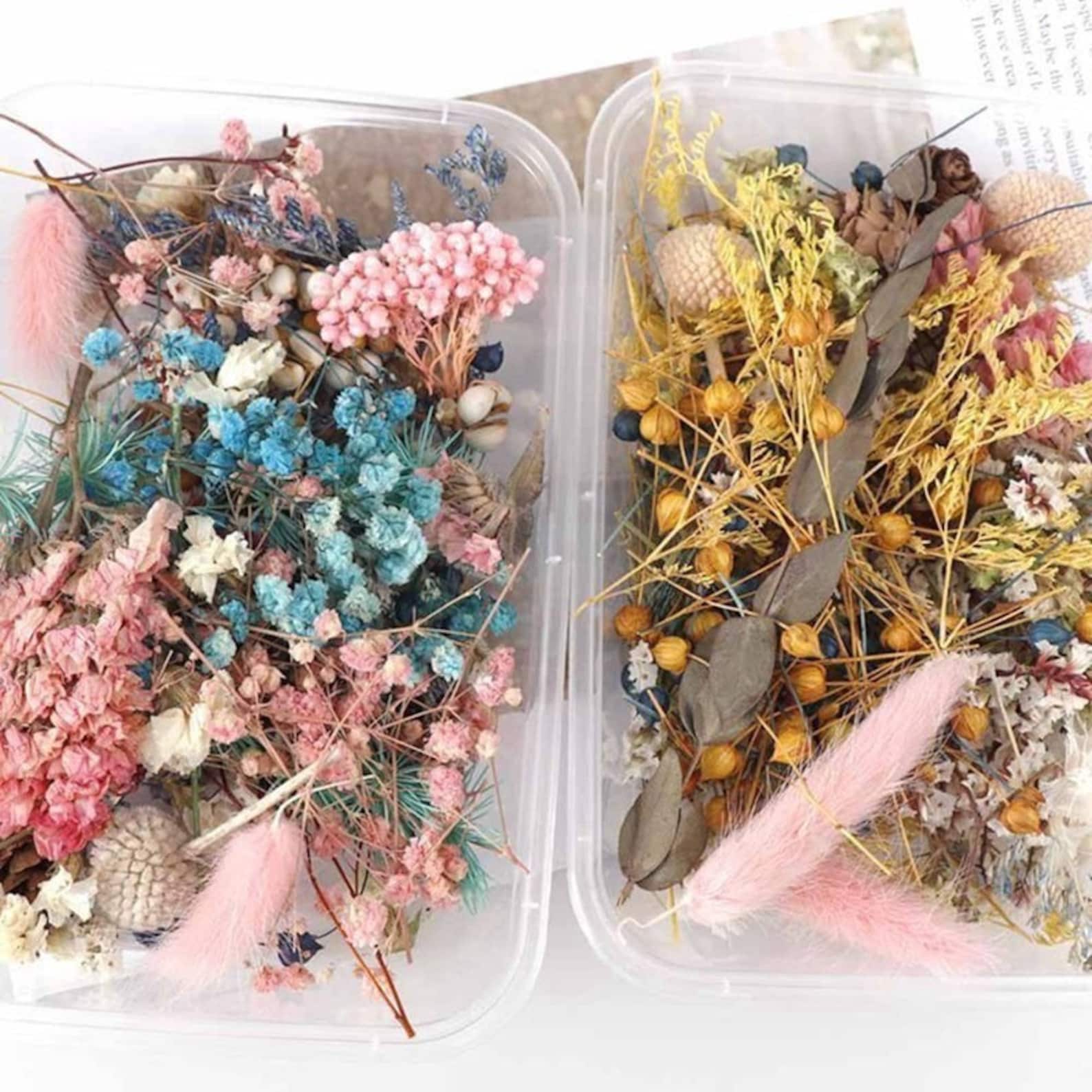 1 Box of Mixed Color Dried Flowers Eternal Dry Flowers Plants Etsy