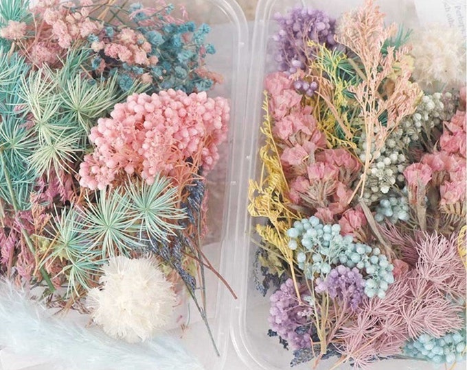1 Box of Mixed Color Dried Flowers Eternal Dry Flowers Plants Etsy