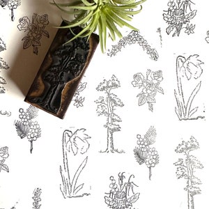 Selos vintage de árvores botânicas florais da Austrália da coleção de sala de aula da escola, selo de rosas, selo de lírios, selo de pinhas e bagas de Natal