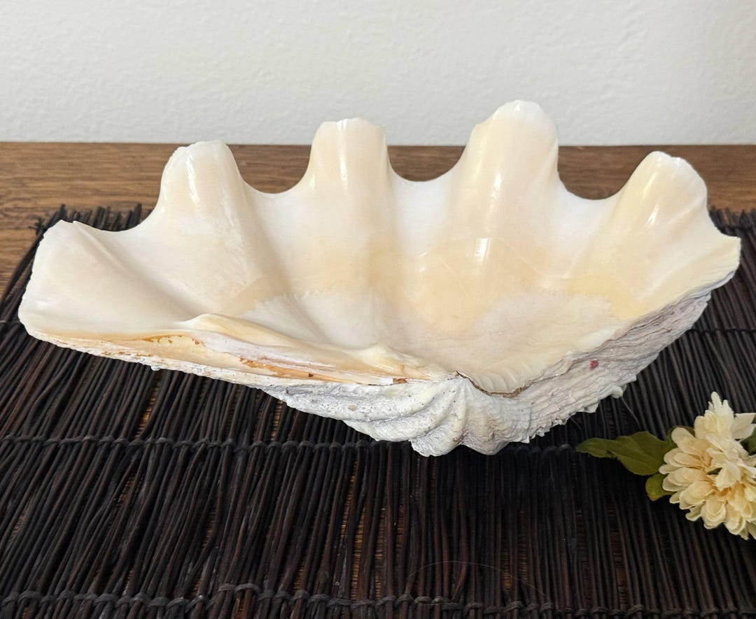 Vintage Large Clamshell, Big Thick Solid 1/2 Side Giant Ocean Clam ...