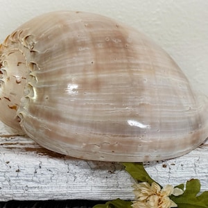 May include: A large, pearlescent seashell with a spiral structure and a smooth, glossy surface. The shell displays a range of beige and tan hues, with subtle striations. The shell is a natural, organic item, perfect for coastal decor.
