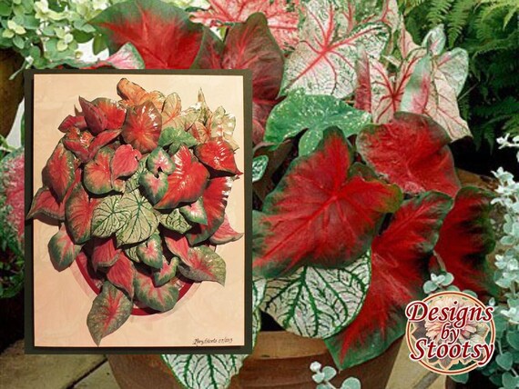 Caladiums 4075