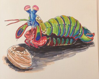 mantis shrimp print etsy