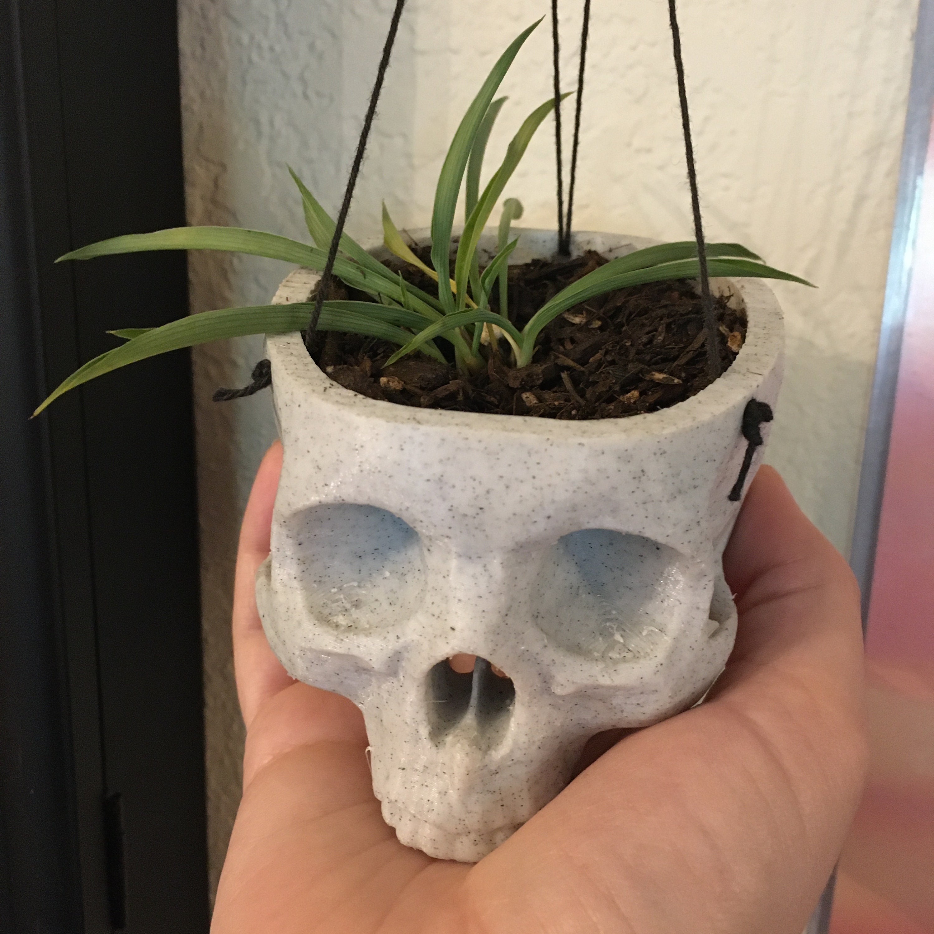 Hanging Skull Planter With Plant - Etsy