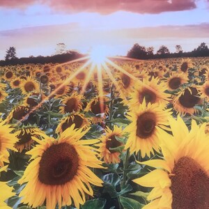 May include: A field of sunflowers basks in the golden light of a setting sun. The vibrant yellow petals of the sunflowers contrast with the dark brown centers. The sky is a mix of pink, purple, and orange hues, creating a picturesque scene.