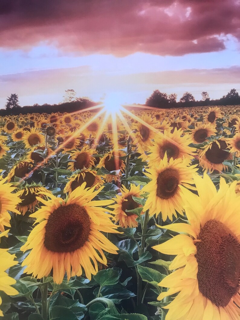 May include: A field of sunflowers basks in the golden light of a setting sun. The vibrant yellow petals of the sunflowers contrast with the dark brown centers. The sky is a mix of pink, purple, and orange hues, creating a picturesque scene.