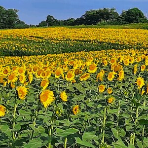 Cold Pressed Sunflower Oil Serum Moisturizer, Facial Serum, Organic Sunflower Oil, Chemical Free Moisturizer, Spa Gift, Gift, Handmade image 3