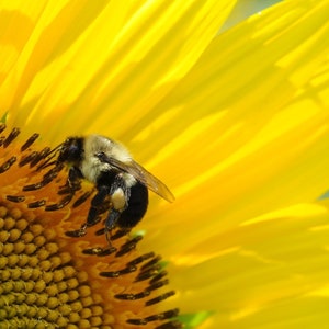 May include: A close-up of a bright yellow sunflower with a bee. The bee, with black and white markings, is positioned on the flower's centre, collecting pollen. The petals are a bright yellow, creating a striking contrast.