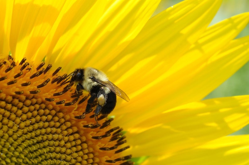 May include: A close-up of a bright yellow sunflower with a bee. The bee, with black and white markings, is positioned on the flower's centre, collecting pollen. The petals are a bright yellow, creating a striking contrast.