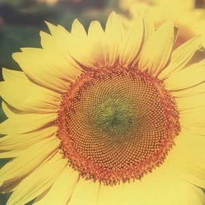 May include: Close-up of a vibrant sunflower with large, yellow petals radiating from a dark brown center. The petals have a textured appearance, and the center is filled with tiny, seed-like structures. The background is blurred, suggesting other sunflowers.