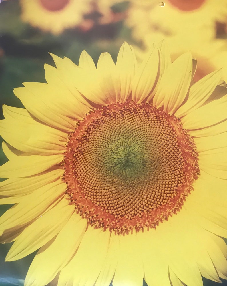 May include: Close-up of a vibrant sunflower with large, yellow petals radiating from a dark brown center. The petals have a textured appearance, and the center is filled with tiny, seed-like structures. The background is blurred, suggesting other sunflowers.