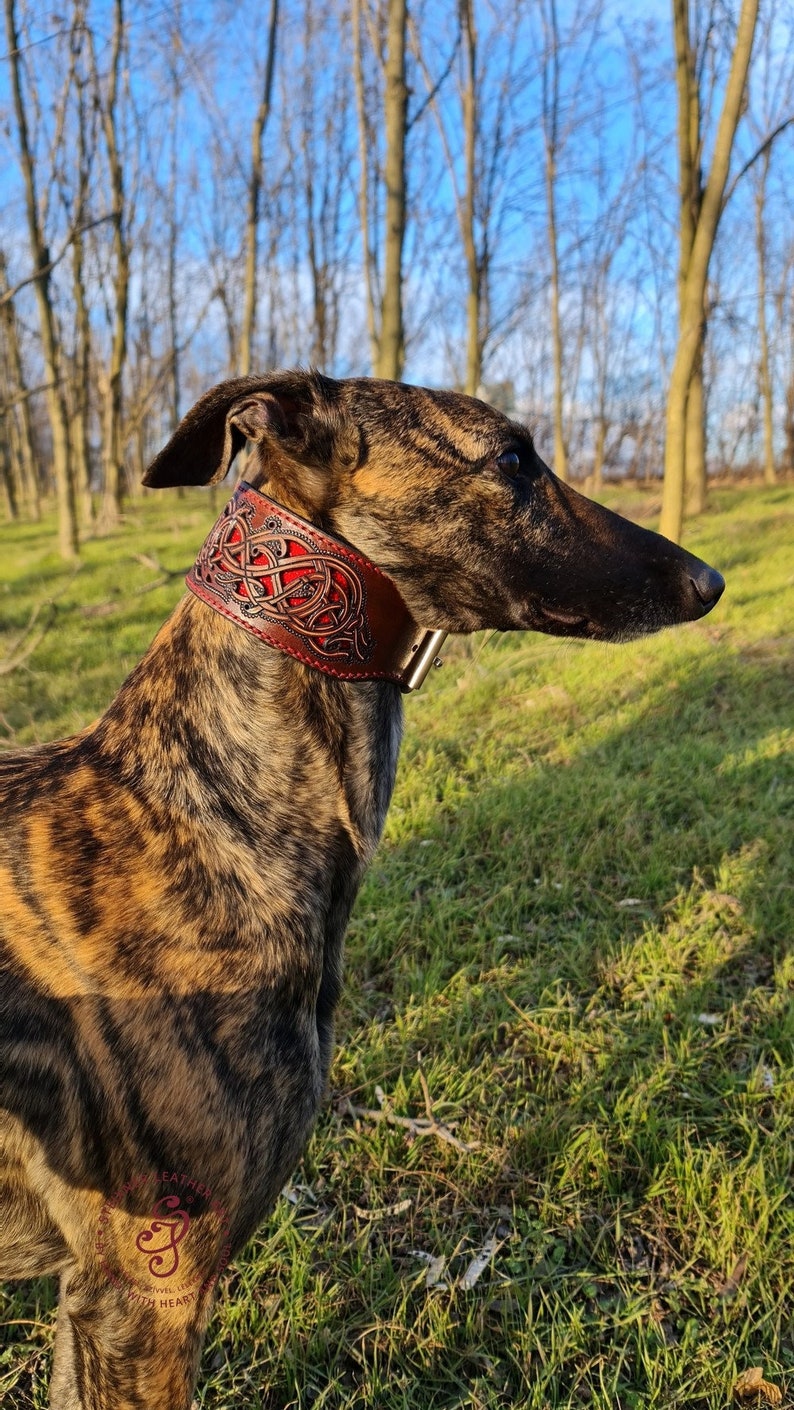 Pierced Leather dog collar, Personalized dog collar, Colorful Leather rustic dog, Celtic Collar or Buckle Collar for Medium to Large Dogs image 1