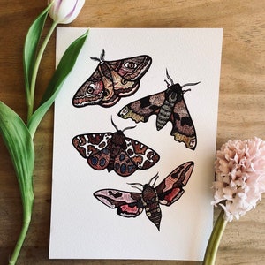 Falene britanniche // Illustrazione ad acquerello // Stampa senza cornice // A5 A4 A3 // di Amy Rose