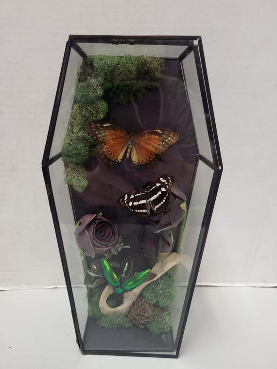 Coffin Shaped Box with Taxidermy Butterflies