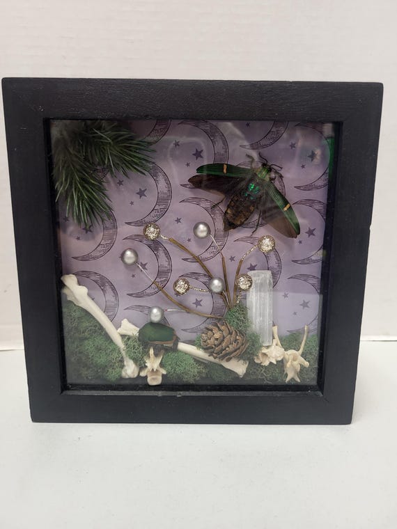 Framed Taxidermy Beetles