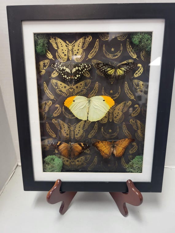 Framed Butterfly Taxidermy