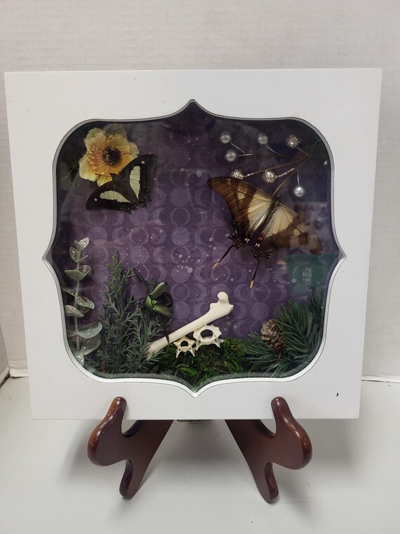 Framed Butterfly Taxidermy