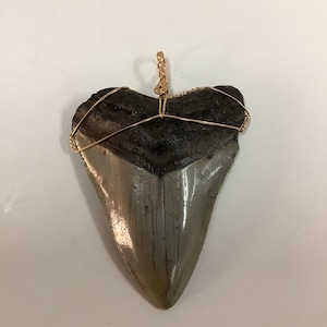 Megalodon Tooth Pendant