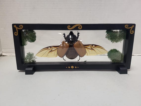 Large Taxidermy Beetle