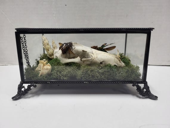 Opossum Skull & Taxidermy Beetles