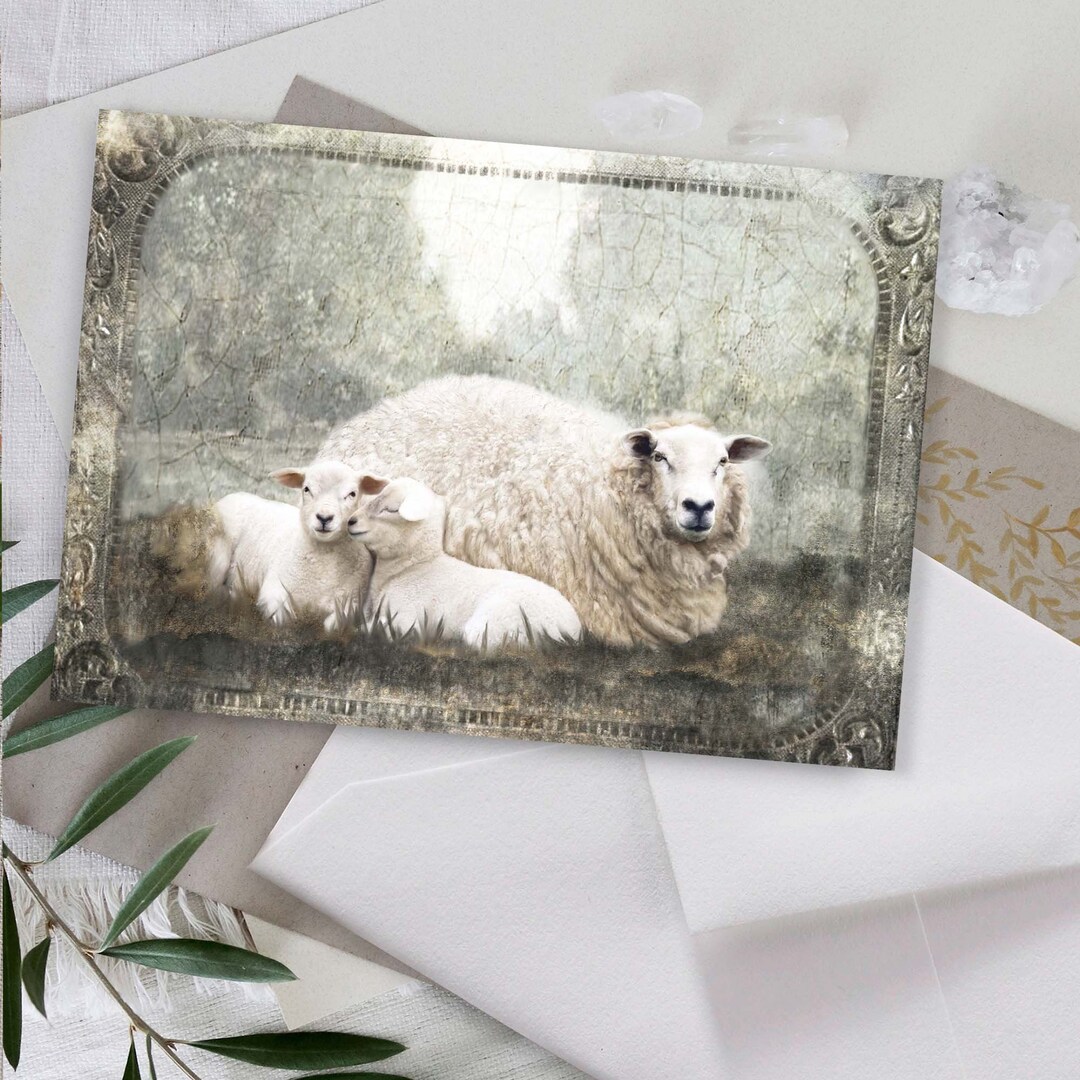 Farm Sheep Lamb Blank Greeting Card Stationary Sets Country Rustic Farm
