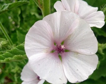 Marshmallow (Althaea Officinalis) seeds