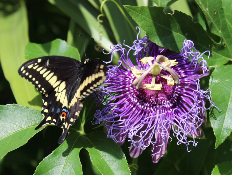 Swallowtail Butterfly and Purple Passion Flower in Nature Etsy