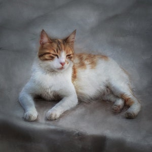 May include: A white and orange tabby cat with closed eyes lies on a gray textured surface. The cat's paws are visible and the text "Artmoment" is printed below the cat.