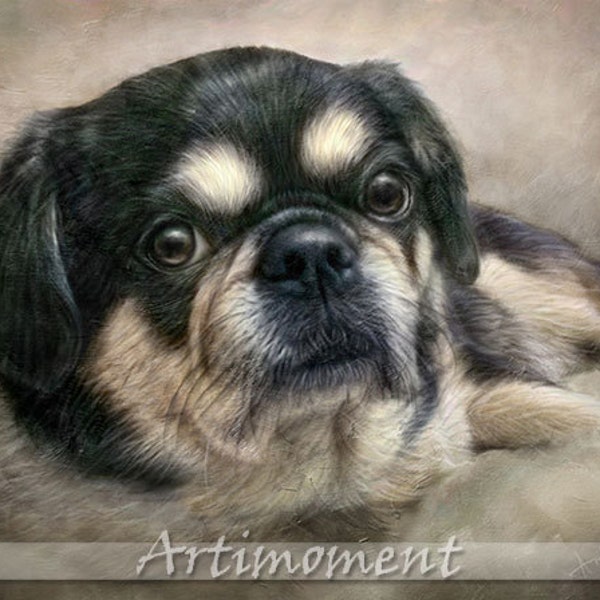 Custom Portrait, Custom Pet Portrait, Personalized Dog Painting, Custom Digital Dog Portrait, Custom Tibetan Spaniel Portrait,  Artimoment