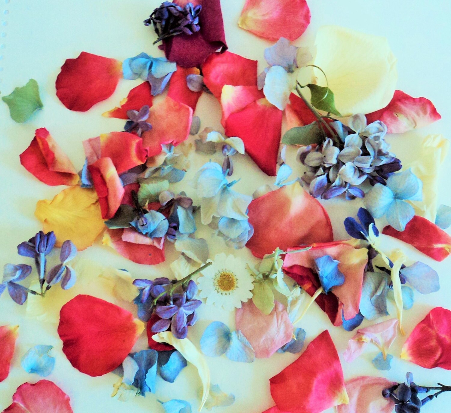 WEDDINGFetti™ Biodegradable Petals Flower Confetti Etsy