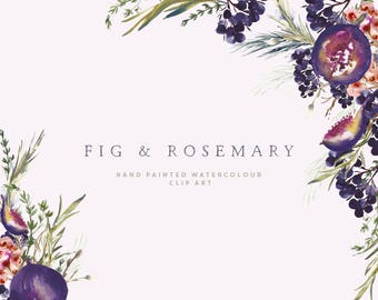 Watercolor Floral Clipart - Hand Painted Fig Clipart - Branding Clipart - Logo Design - Commercial Use - PNG - Digital Art - Fig & Rosemary