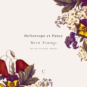 Heliotrope et Pansy Worn vintage | | botaniques clipart et graphiques | de pansies Coquelicots rouges | Marguerites violettes | | Cosmos Bleu Créer la coupe