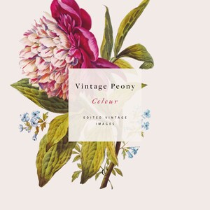 Vintage Peony Colour Botanical Style Clip Art and Graphics Peonies ...