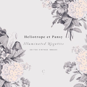 Heliotrope et Pansy | négatif illuminé | botaniques d’images clipart et graphiques | de pansies Coquelicots | Marguerites | Cosmos | Créer la coupe
