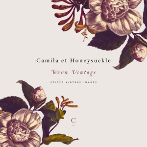 Camila et Honeysuckle Worn Vintage Vintage Clip Art & Graphics Worn White Magnolia Trumpet Honeysuckle Foliage Create the Cut image 1