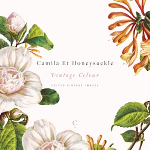 Camila et Honeysuckle Vintage Colour | Botanical Clip Art & Graphics | White Magnolia | Trumpet Honeysuckle | Foliage | Create the Cut