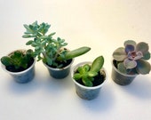 Mini Live Mixed Succulent Plants in 4cm Pots - baby shower, wedding favour