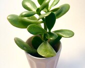 Jade Plant (Crassula Ovata) in 5.5cm diameter pot