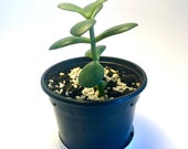 Jade Plant (Crassula Ovata) 14cm plant in plastic pot