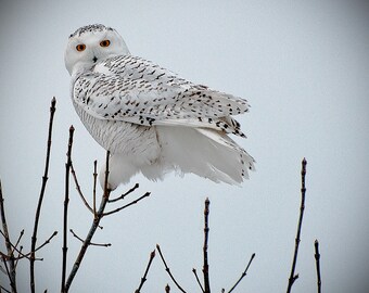 Snowy Owl in Montana
