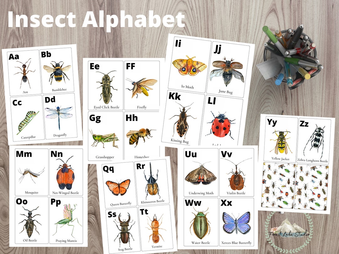 Insect Alphabet Flashcards Bug ABC Flash Cards Montessori
