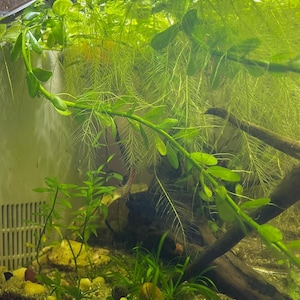 Bacopa Caroliniana | Live Aquarium Plant Cuttings