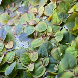 May include: Close-up of a lush, green plant with small, round leaves. The leaves have a slight reddish-brown hue around the edges. The plant appears to be growing in a moist environment, possibly a terrarium or garden setting.