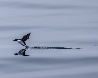 Brünnich's Guillemot (Thick-Billed Murre) Landing On Water - Svalbard - Arctic - Bird Photography - Wall Art